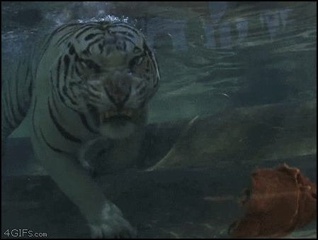 Tiger GIF by Cheezburger - Find & Share on GIPHY