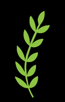 200.gif?cid=fc005b082f0b5a5192dbed073a852a920a071803c36ea5e4&rid=200.gif&ct=g