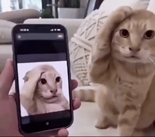 Cat Shock GIF