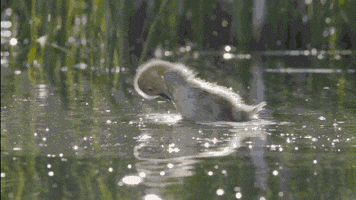 Pbs Nature Ducks GIF by Nature on PBS