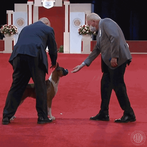 Look Alive Dog Show GIF by American Kennel Club