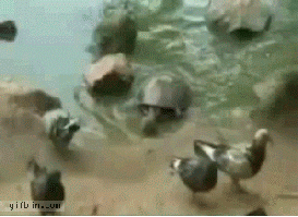 turtles