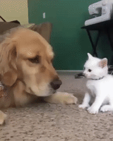 Dog Kitten GIF