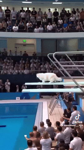 Cat GIF