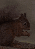 red squirrel GIF by Head Like an Orange