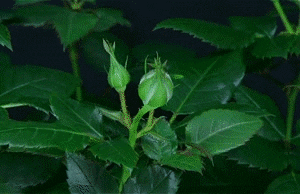 roses blooming GIF