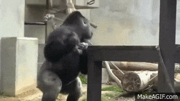 beating chest angry gorilla gif