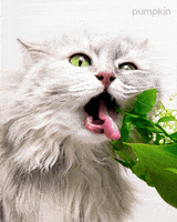 Cat Deal With It GIF by Pumpkin
