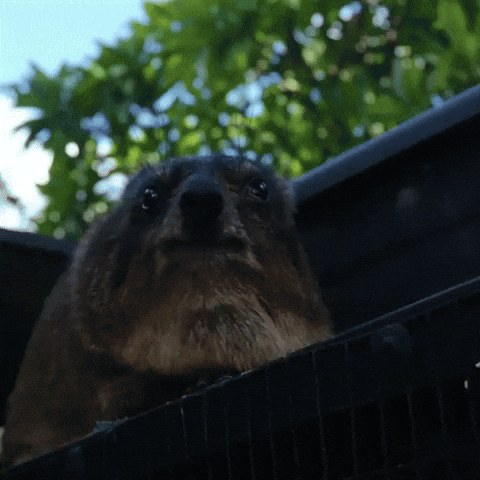 Rock Hyrax Tongue GIF