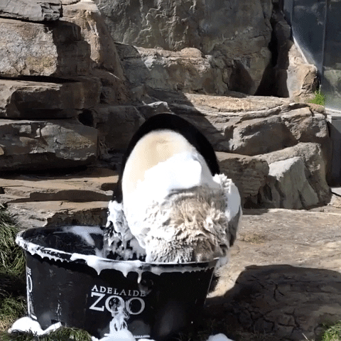 Panda Bath GIF by Storyful
