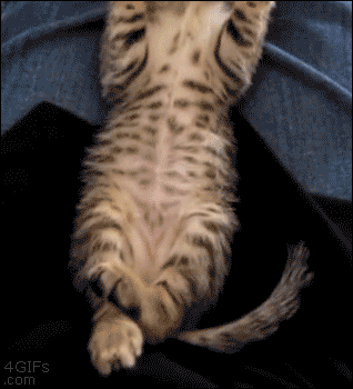 kitten stretch GIF