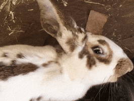 Rabbit GIF