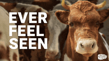 Cow Herd GIF by Redefine Meat
