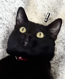 Shocked Black Cat GIF
