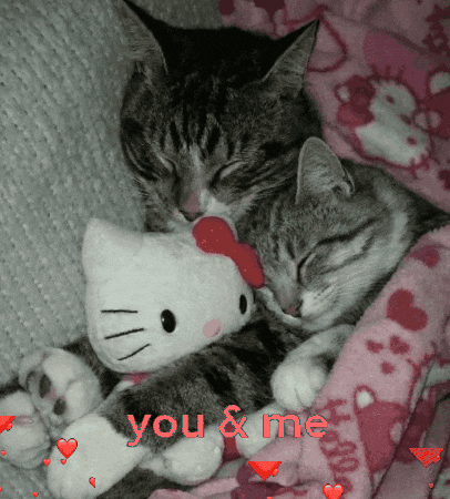 Cats Love GIF