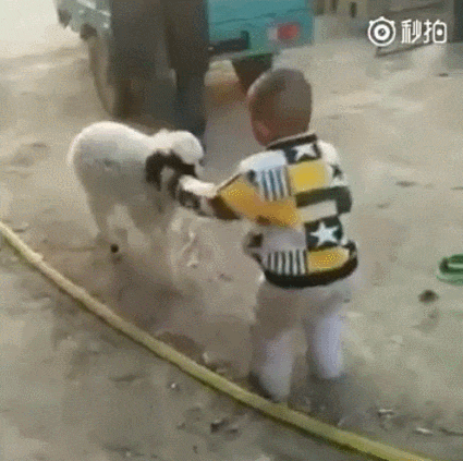  kid little lamb GIF