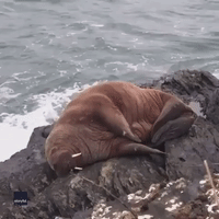 Arctic Walrus Is Unexpected Guest on Irish Island