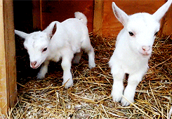 baby sheep GIF