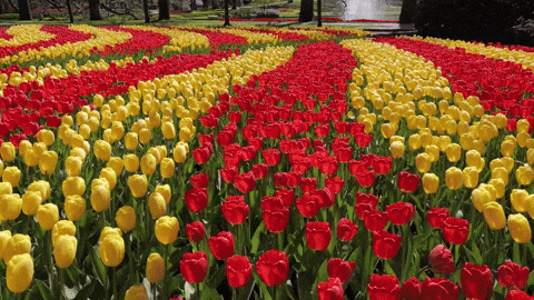 Tulips GIFs - Get the best GIF on GIPHY