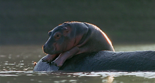 Bbc Natural World Hippo GIF - Find & Share on GIPHY