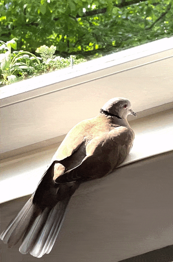 Pigeon GIF