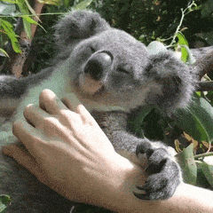 Тема животные 
ПодТема коала 
Прикрепи к ответу фоторисунокгиф