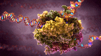 scientific illustration cell biology animation medical dna rna polymerase transcription GIF