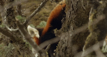 red panda GIF by Head Like an Orange