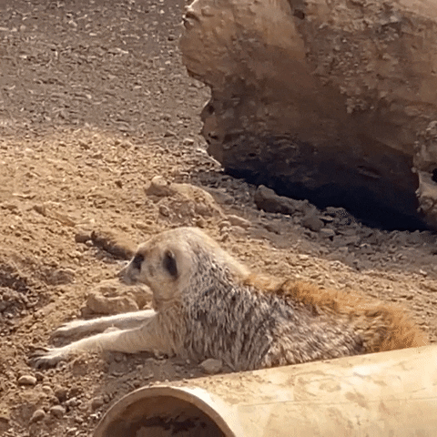 Sleepy Cute Animal GIF by Los Angeles Zoo and Botanical Gardens