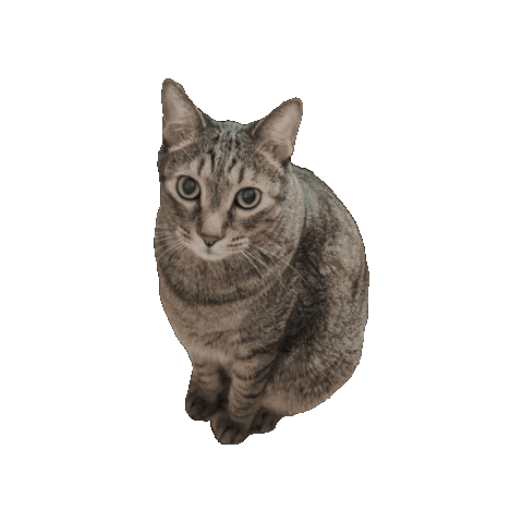 Kycalone Sticker