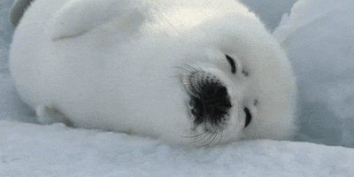 Seal GIF