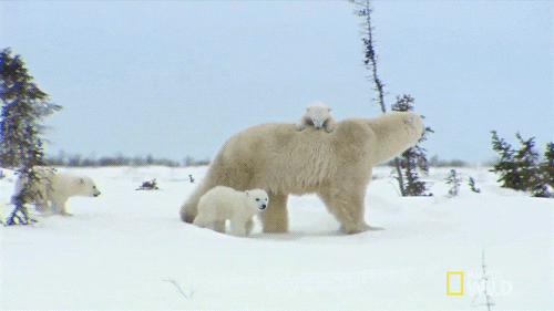 polar bear GIF