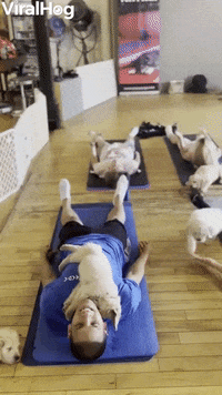 dog yoga gif