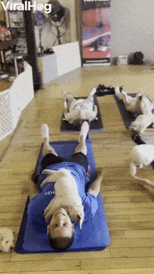 Yoga Puppies GIF by ViralHog