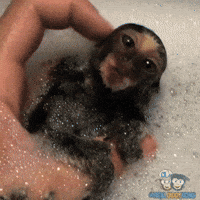 Adorable Monkey Gifs Get The Best Gif On Giphy Adorable Monkey Gifs Get The Best Gif On Giphy