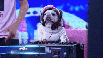 Reality TV gif. French bulldog wearing a feminine wig with a bow, a white turtleneck with fake boobs, and a microphone headset, stands behind a mixing board like a DJ on the stage of a talent search show, someone behind them clapping their hands in support.