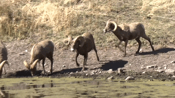 You Cant Sit With Us Mean Girls GIF by U.S. Fish and Wildlife Service