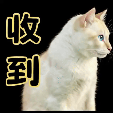 Cat GIF