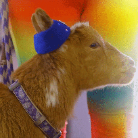 Video gif. A sassy goat turns its head with a blue sweatband around its ears. Text on the sweatband reads,