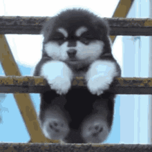 The Pet Project GIF
