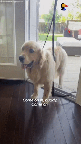 Funny Dogs GIF by The Dodo