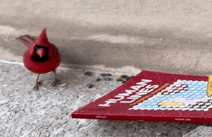 GIF by Alb Cell