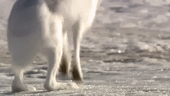 Bbc Natural World GIF - Find & Share on GIPHY