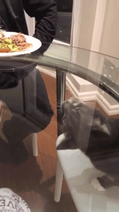 Hungry Glass Table GIF - Find & Share on GIPHY