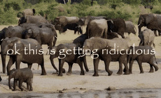 Elephant Address GIF
