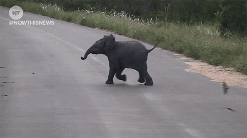 Fun Elephant Gif By Nowthis Find Share On Giphy
