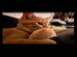 Ginger GIF