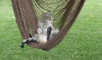 cat relaxing GIF