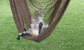 Image result for cat hammock GIF