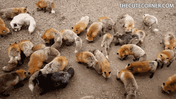 fox cute animals GIF